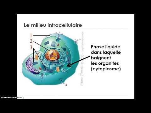 Les compartiments liquidiens de l'organisme