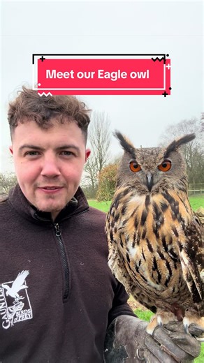 Meet Gail, the Eurasian Eagle Owl