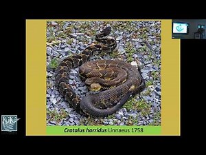Timber Rattlesnakes – How They Live, What They Do