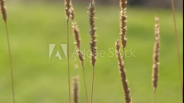 Timothy-grass (Phleum pratense) is an perennial grass native to most of Europe except for Mediterranean region (Phleum genus). It is timothy, or as meadow cat's-tail or common cat's tail. Stock Video
