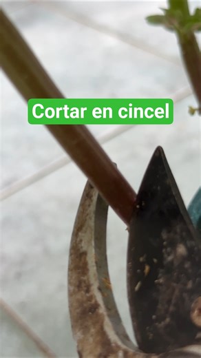 ¿cómo podar ? #plantas #garden #nature