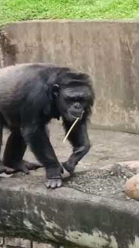 Chimpanzee