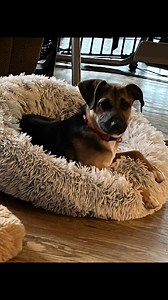 2.4K views · 15 reactions | Chihuahua Rescue Indiana Inc. on Reels | Facebook