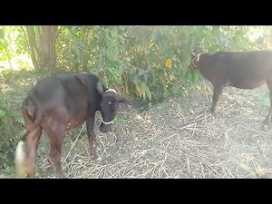 Funny & Adorable Cow Moments | Cute Cows Doing Silly Things | Relaxing Village Life