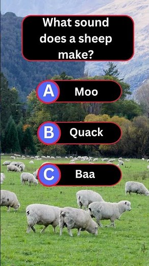 What Sound Does a Sheep Make? 🐑 | Real Sheep Sounds for Kids & Learners #quiz #facts
