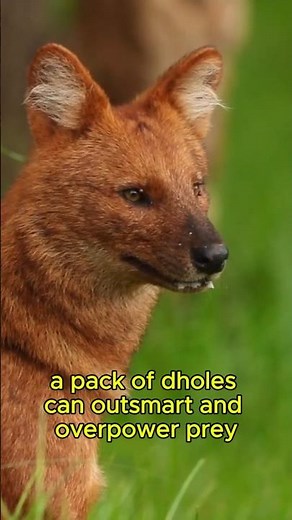 🌲🐕 **Dhole Documentary | Asia’s Forgotten Predator** 👀