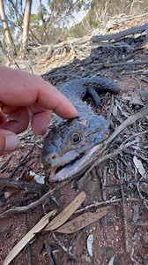 Relocating a rescued Eastern Shingleback Skink (Tiliqua rugosa aspera) in Mallee - NSW - AUSTRALIA. #reels #lizard #reptile #instareels #herpetology #herpingtheglobe #wildlife #fauna #reptilesofinstagram #lizardsofinstagram #wildlifeonearth #wildlifeaddicts #australia #beautiful #aussie #nsw #outback #animalsofinstagram #skink #rescue #iphone15promax #apple #film | Mick Fullerton Wildlife