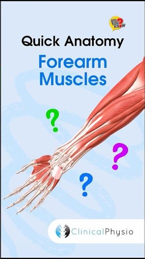 Forearm Muscles Anatomy #physicaltherapy #physiotherapy #upperlimbanatomy #anatomy