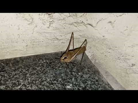 Locust making sound at night