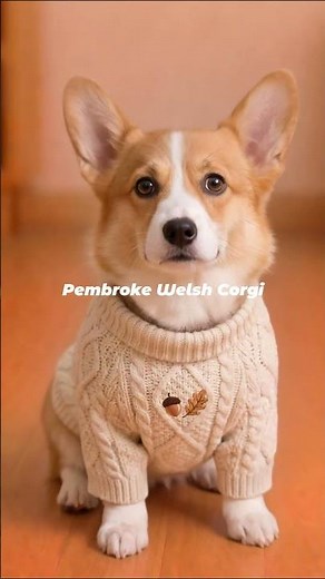 Pembroke Welsh Corgi | The Royal Cattle Driver