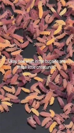 Check these out! Thousands of springtails #nature #wild #strangerthings