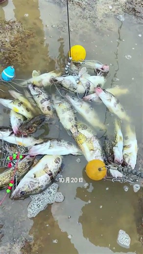 沩水河，一年一度的捡鱼盛典，今天你捡了多少？