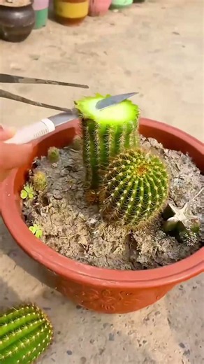 How to Graft Cactus Step-by-Step (Easy Beginner's Guide)