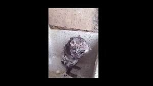 VIDEO: Showering rat takes the internet by storm