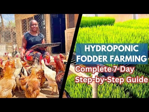 How to Grow Hydroponic Barley Fodder for Poultry & Rabbits || Full 10 Step Guide 🌱🐔🐇