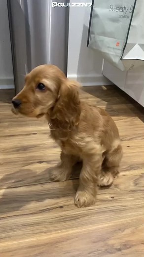 Fun Facts About Cocker Spaniels