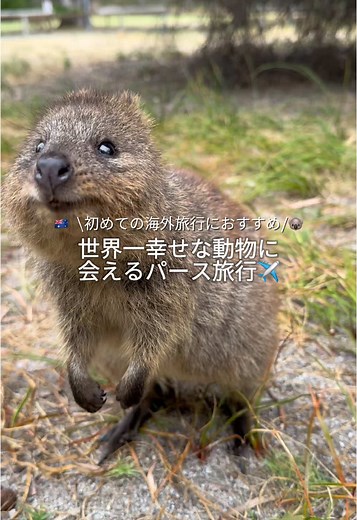 世界一美しい街、Perth🇦🇺 #海外旅行 #オーストラリア #オーストラリア旅行 #おすすめにのりたい #パース