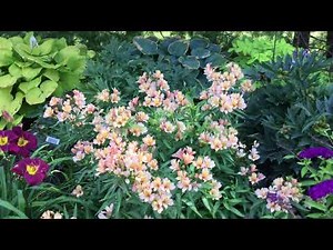 INCA ICE™ Alstroemeria | www.gardencrossings.com