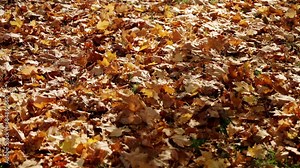 Dry fallen leaves with orange color on the ground during season change in a park. Fall or autumn season with tree leaves falling to the ground marking changing of seasons. Cold but sunny day outdoors