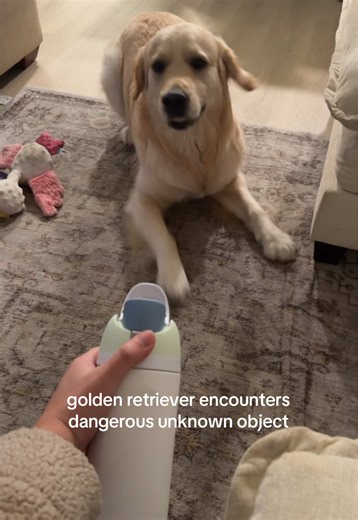Golden Retriever's Hilarious Reaction to Object