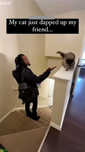 Cat videos 🥰 New Funny Cats 2024 🐱 # Part 7134