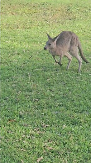 Skippy the bush kangaroo. australia