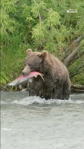 GẤU NÂU ALASKA | Khám Phá Thế Giới Động Vật Hoang Dã. #thegioidongvat #wildlife #brownbear #animals