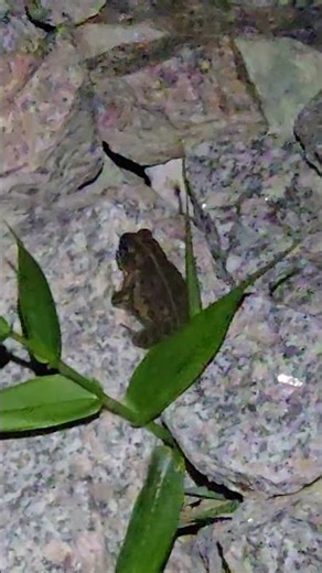 Fowler's Toad call at night #toad #call