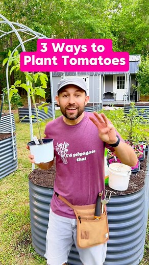 How are you planting your tomatoes this year? 🍅🌱Let’s break down 3 ways to get those plants in the ground and growing strong! 💪🪴1️⃣ The standard way — just bury it up to where it was in the pot 🪣. It works… but we can do better 🌿2️⃣ The deep planting method — bury the stem 6 to 8 inches deeper than it was in the container 🌾. That stem will grow roots and give you a stronger plant 💥3️⃣ The trench method — my favorite! Dig a shallow trough, lay the plant sideways, and let just the tip poke