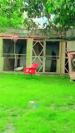 imran memon on TikTok