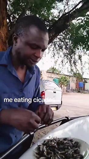 19K views · 307 reactions | Do you eat cicada where you come from and what do you call them in your language? | chirasha chemhandamabwe | Facebook