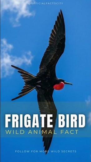 Frigate Bird: The Sky Phantom That Sleeps While Flying | Animal Shorts