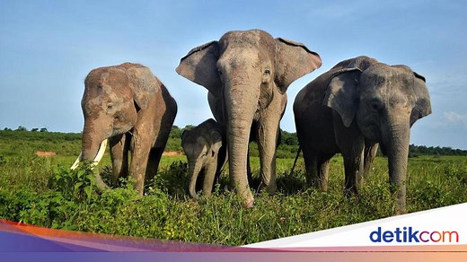 5 Kelompok Hewan Bertulang Belakang, Contoh, dan Ciri-cirinya