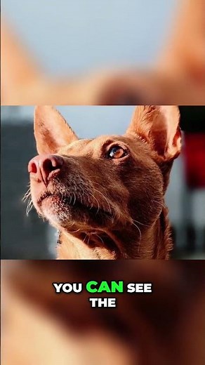 Podenco Andaluz - 9 Unique Types of the Same Breed!