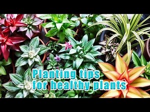 Planting tips for healthy plants