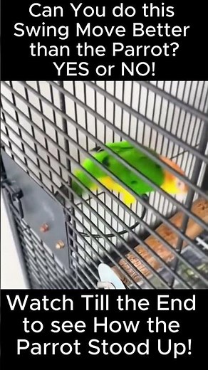 PARROT VS SWING: Wait for it; EPIC Parrot Swing of the MOMENT!