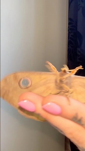 I call her the ☀️ moth #moths