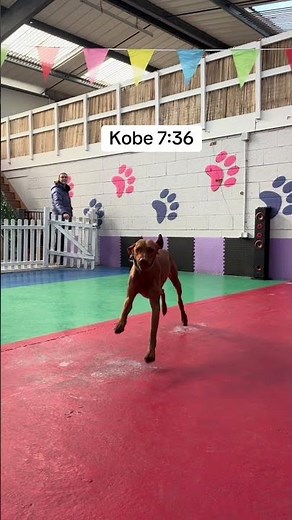 Mondays daycare dogs, who was your favorite ? #pets #doggybestfriend