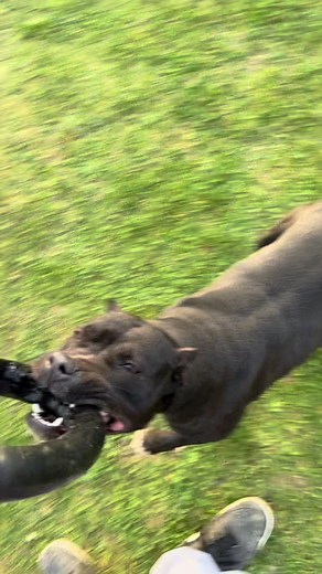 #apbt #nora #pitbull #pitbullsoftiktok #fyp