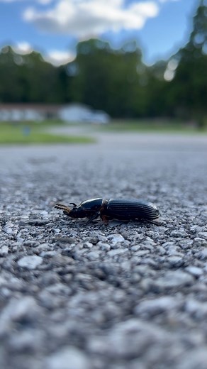 13K views · 145 reactions | This patent-leather beetle never lets a surprise meeting or unexpected email break its stride. Capable of pulling 50 times its own weight or more when stressed, this pint-sized heavyweight can fly but chooses instead to power walk its way through the week. Feeling those hump-day doldrums? Channel your inner beetle and get your stride back with a walk in the park. #GreatOutdoorsMonth | Mammoth Cave National Park | Facebook