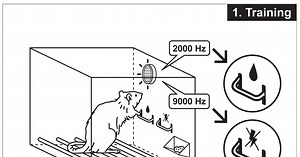 Tickling Rats for Science