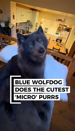 River still has his micro howls and cute warble from when he was a puppy 💙🐺🥹 . . Wolfdogs are an advanced breed and I do not recommend them as pets. Follow Animal Watch on YouTube to learn everything about them 💙 This includes all of River’s episodes . . #wolfdog #bluewolfdog #wolfhowl #wolf #bluewolf #cutedogs | Anneka Svenska