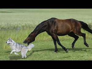 ВЛОГ / ХАСКИ АТАКУЕТ Стаю ДИКИХ ЛОШАДЕЙ