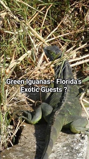 Green Iguanas: Florida’s Wild Surprise? #shorts