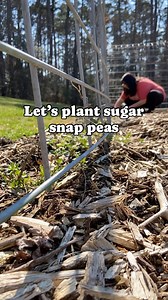 207K views · 626 reactions | Let’s plant peas in the late winter...