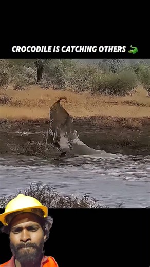 This crocodile is catching cheetah! #viralshorts #viralytshorts #short #animalshorts #ytshorts