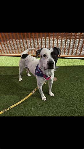 My friends at Las Vegas Animal Shelter have Gotti he is potty trained & walks perfect on a leash. He loves treats & gets so excited for one. It is a quick way to his heart. He is shy at first but warms up quick. He is a spotted cutie! Call 1-702-384-3333 #adopt