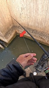 I Wasn’t Expecting That! | The Fish Whisperer