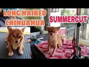 LONG HAIRED CHIHUAHUA | SUMMERCUT || GROOMER STYLE