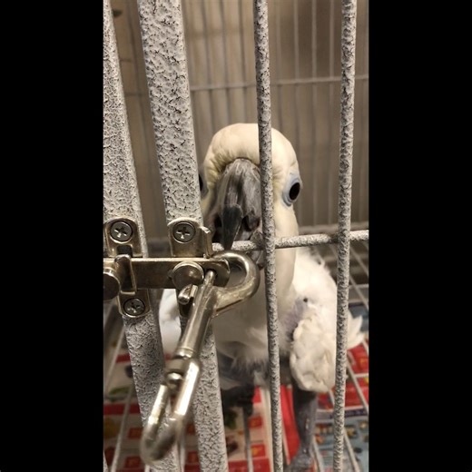 59K views · 867 reactions | This is how we lock Big Baby’s cage. And...